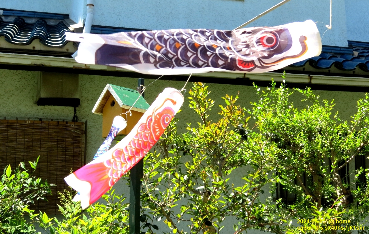 Koi-nobori